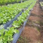 Calha plástica para substrato - Cultivo Semihidropônico 102,0 m