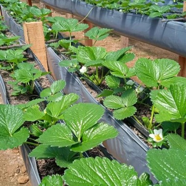 Calha plástica para morango e hortaliças 102,0 m Calha plástica para morango e hortaliças 102,0 m