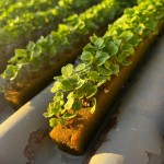 Espuma Fenólica Para Sementes Peletizadas Espuma Fenólica Para Sementes Peletizadas