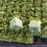 Espuma Fenólica Para Sementes Peletizadas Espuma Fenólica Para Sementes Peletizadas