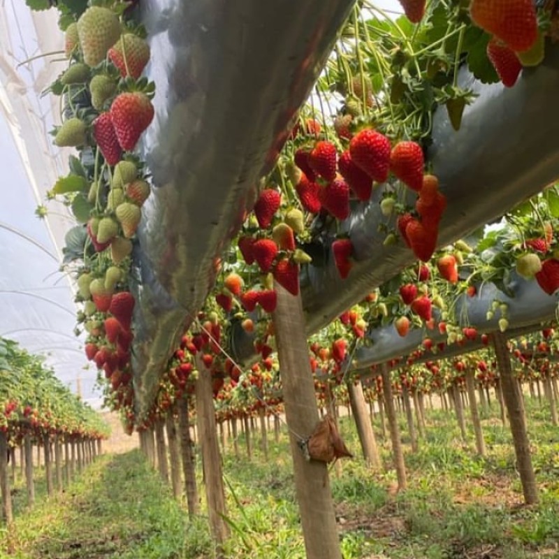 Adubo para Morango, formulação PLANTPAR  25 kg Adubo para Morango, formulação PLANTPAR  25 kg