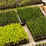 Bandejas Biocompostáveis Vitalizem - 50 unidades