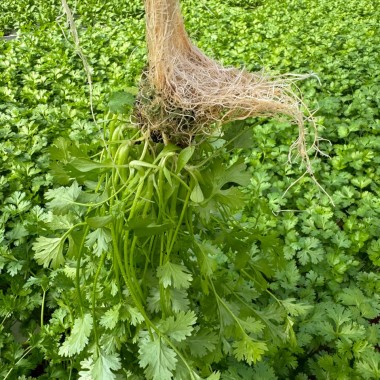 Espuma Fenólica Para Coentro Espuma Fenólica Para Coentro